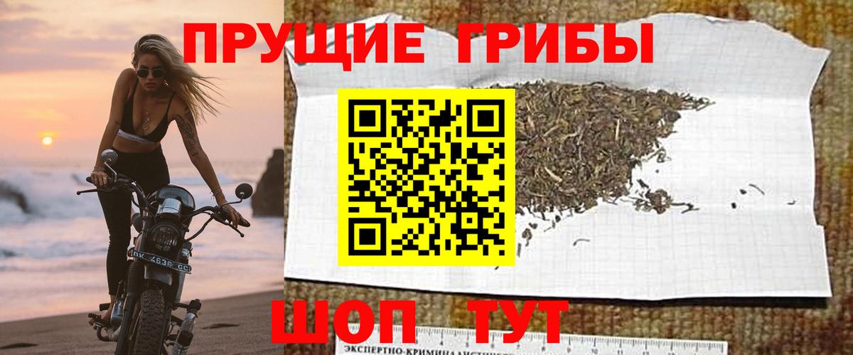 сколько стоит  Псилоцибиновые грибы MAGIC MUSHROOMS  Вход с VPN  Шали 
